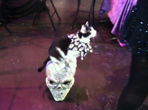Skull-loving goth cat.